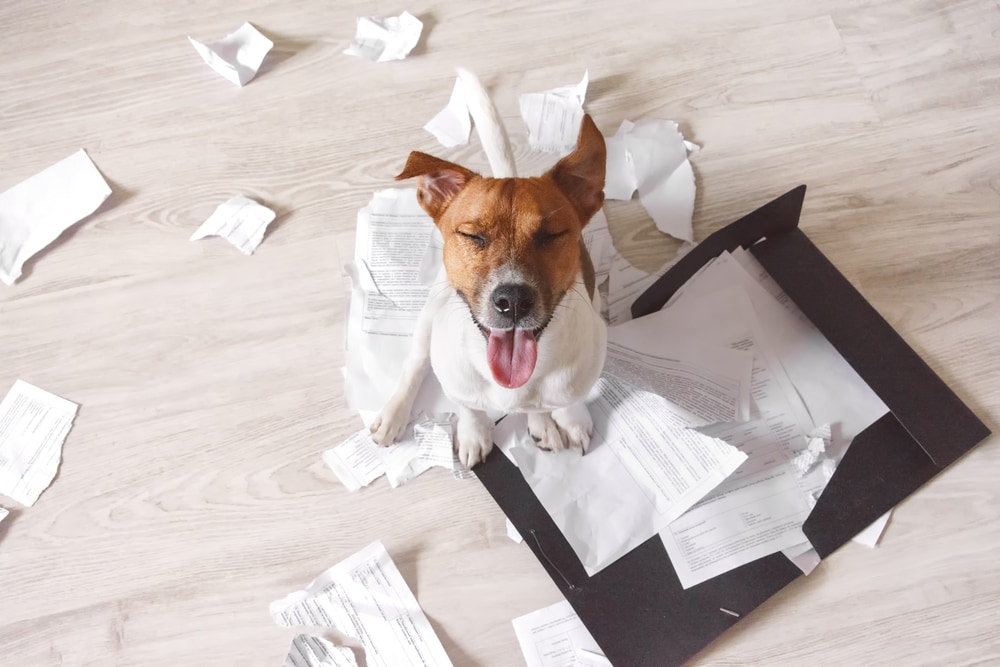 dog-eat-paper